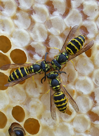Eastern Yellowjacket
